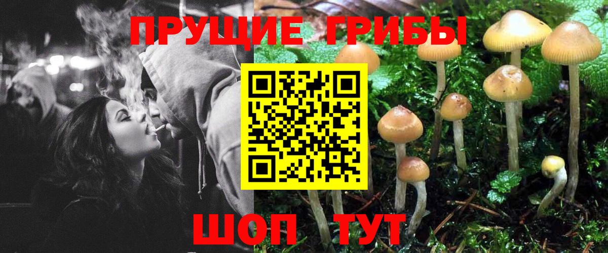 Псилоцибиновые грибы Psilocybe Коломна